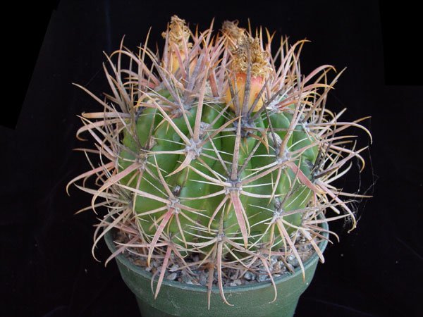 Ferocactus_ fordii